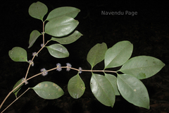 Memecylon talbotianum